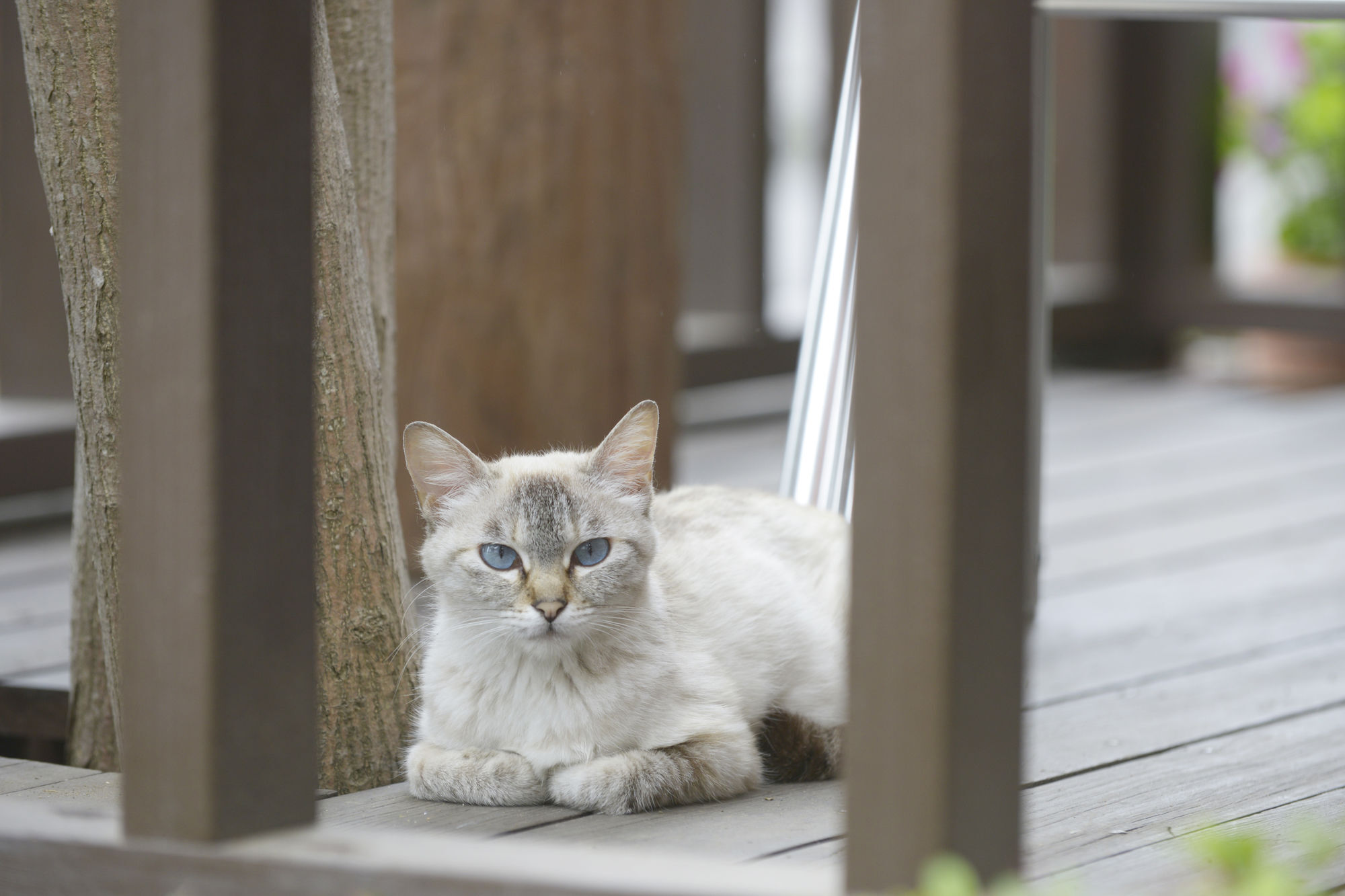 Kawaguchiko Country Cottage Ban Fudžikawagučiko Exteriér fotografie